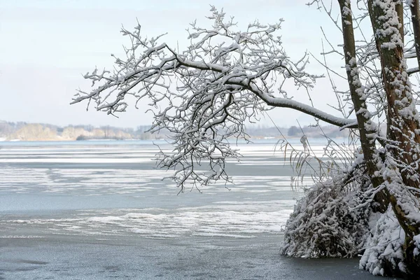 Tak Van Een Elzenboom Bedekt Met Sneeuw Aan Oever Van — Stockfoto