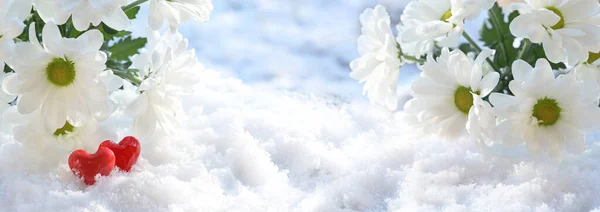 白菊花或菊花与两颗红心的酒杯躺在雪地上 爱恋与情人节的概念以宽阔的全景格式 复制的空间 精选的焦点 狭窄的田野深度 — 图库照片