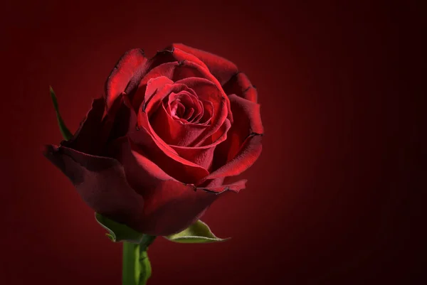 Deep red rose flower head against a dark red background with copy space, love symbol for valentines or mothers day, selected focus