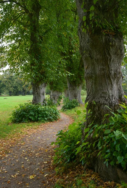 Sehr Schmale Lindenallee Oder Allee Mit Gewundenen Fußwegen Warin Mecklenburg — Stockfoto