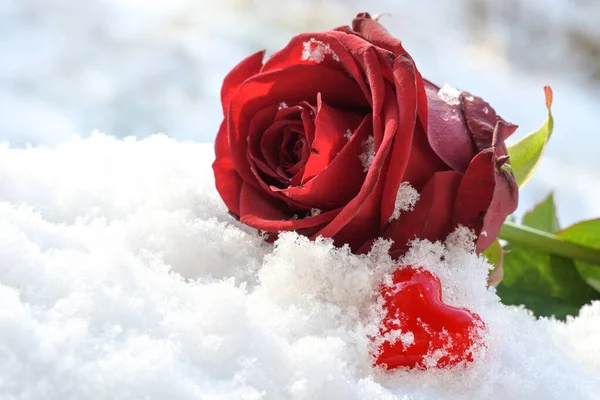 Coração Vermelho Vidro Uma Flor Rosa Deitada Neve Branca Símbolo — Fotografia de Stock