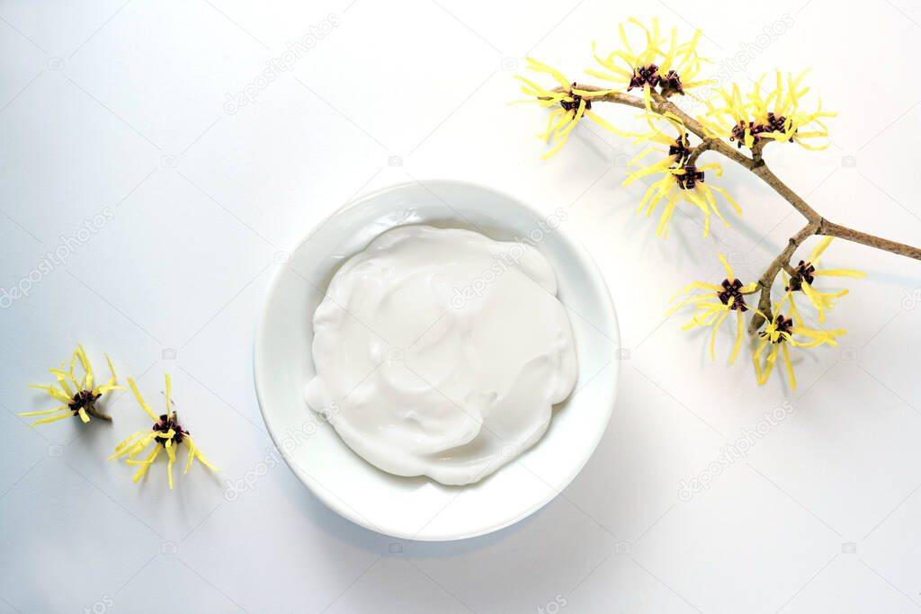 Bowl with natural cosmetics creme and yellow blooming witch hazel (Hamamelis), medical plant for skin care and alternative medicine, light gray background, copy space, high angle view from above