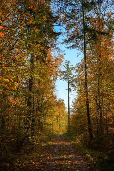 Sentiero Pedonale Una Foresta Mista Con Colorate Foglie Autunnali Rosse — Foto Stock