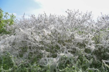 Tamamen yuva ağlarıyla kaplanmış ve ermin güvesinin tırtıllarından (Yponomeutidae) boş yenmiş, kırsal bir alanda mevsimsel fenomen, kopyalama alanı, seçilmiş odak noktası, dar alan derinliği