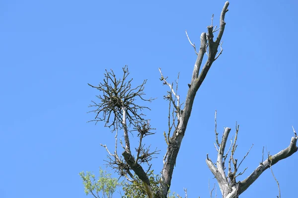 Getrocknete Mistelkugel Viscum Album Auf Den Kahlen Zweigen Einer Alten — Stockfoto