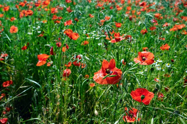 Röda Blommor Majs Vallmo Papaver Roeas Ett Jordbruksfält Blommande Växter — Stockfoto