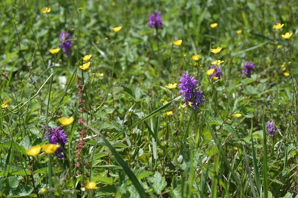 Gruppe Von Sumpforchideen Dactylorhiza Curvifolia Seltene Wildblume Mit Violettem Blütenstand — Stockfoto