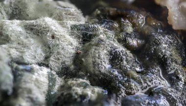 Bozuk krem, gıda konsepti, sağlık ve hijyen için soyut arkaplan dokusu, fotokopi alanı, seçili odak ve dar alan derinliği ile makro çekim beyaz ve siyah mantar halı