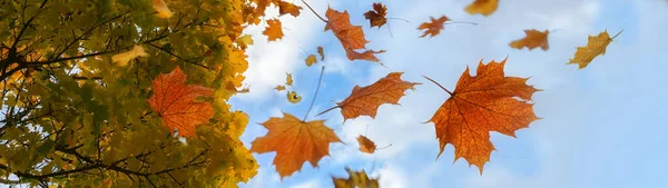 Цветные Осенние Листья Красным Золотым Цветом Падают Кленового Дерева Голубое — стоковое фото