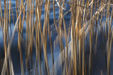 Golden reed stalks in blue sea water smudged and in motion blur are moving in the wind, abstract nature background, copy space, selected focus, narrow depth of field clipart