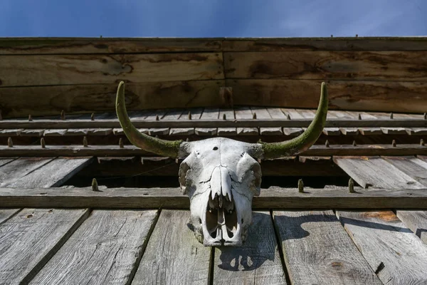 Rinderschädel Hängt Der Holzwand Eines Historischen Wikingerhauses Ausgewählter Fokus Enge — Stockfoto