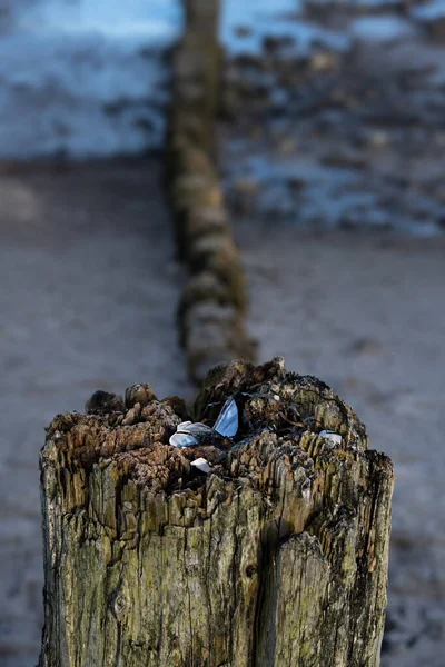 Väderbeklädda Stavar Trä Med Musselskal Östersjöns Strand Norra Tyskland Vertikalt — Stockfoto