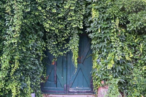 Yoğun Yeşil Sarmaşık Bir Duvarına Tırmanıyor Eski Bir Ahşap Kapıyı — Stok fotoğraf