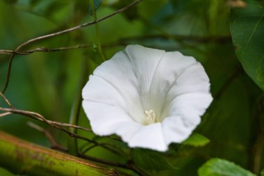 Çit bağlama otunun Calyx 'i (Calystegia sepium) diğer bitkilerin etrafında dolanan ama güzel beyaz çiçekler, kopyalama alanı, seçilmiş odak, çok dar alan derinliği ile çiçek açan daimi ottur.