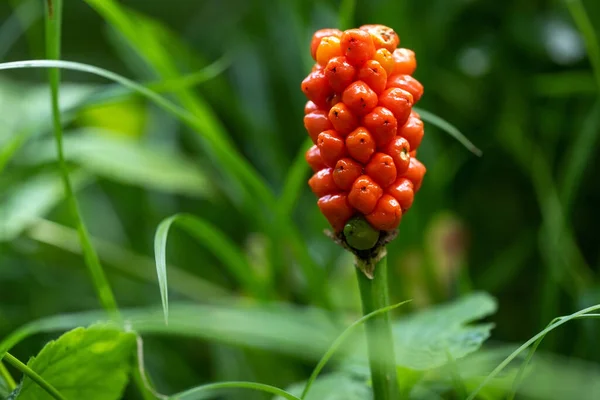 Arum Maculatum Red Berries Green Background Poisonous Woodland Plant Also — Stock Photo, Image