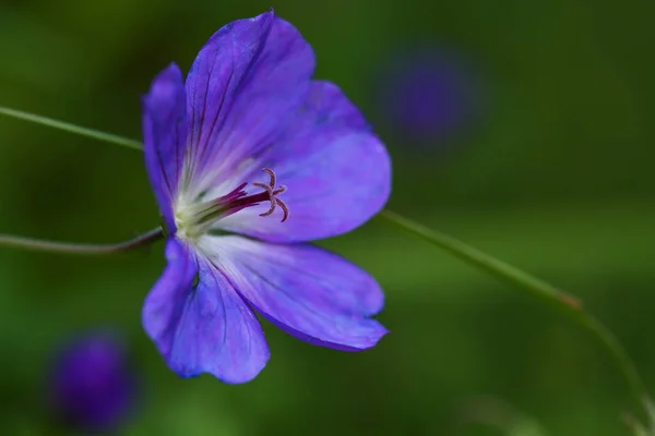 ゼラニウムの花 ライラックブルーの花弁を持つ栽培形態 雌しべと花粉に焦点を当てたマクロショット コピースペースを持つ濃い緑の背景 選択された焦点 フィールドの狭い深さ — ストック写真