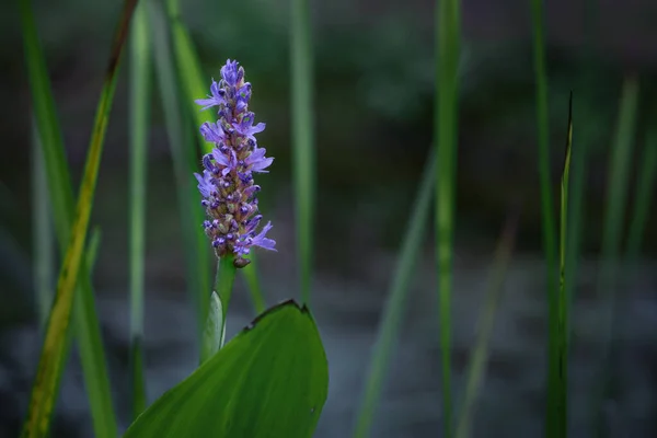 Blue Flower Pickerelweed Pontederia Cordata Декоративний Садовий Ставок Який Росте — стокове фото