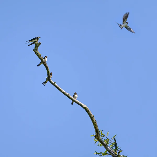 Gruppo Rondini Granaio Hirundo Rustica Seduti Ramo Nudo Uno Degli — Foto Stock