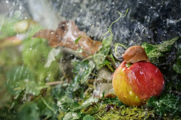 Podzimní Počasí Červený Slimák Sedící Dešti Jablku Mechu Mezi Hnědými — Stock fotografie