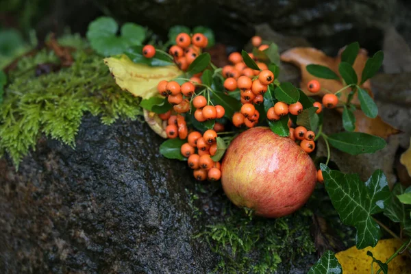 Frutas Otoño Manzana Roja Bayas Espino Fuego Que Yacen Suelo —  Fotos de Stock