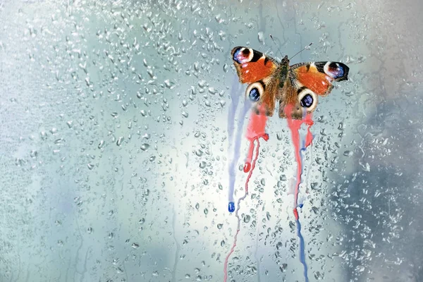 Peacock Motýl Aglais Krvácejícími Barvami Křídel Dešťové Okenní Tabuli Metafora — Stock fotografie