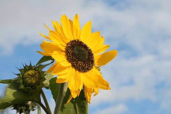 Yellow Blossom Sunflower Bud Blue Sky Clouds Copy Space Selected — Stock Photo, Image