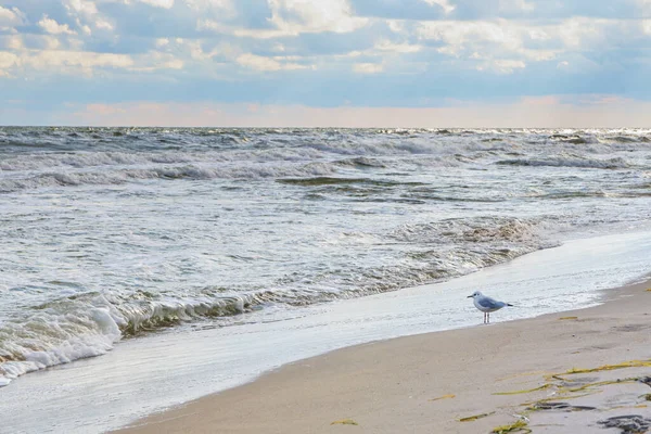 Single Möwe Steht Sandstrand Und Blickt Auf Die Wellen Der — Stockfoto