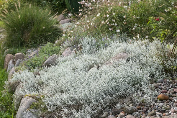 石榴银灰色常绿叶面又称 是岩石花园的地面覆盖物 在夏天 多年生植物会收到白花 复制空间 选择焦点 狭窄的田野深度 — 图库照片