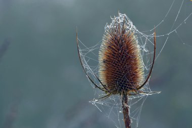 Wild teasel head with spider webs and dew drops, copy space in t clipart