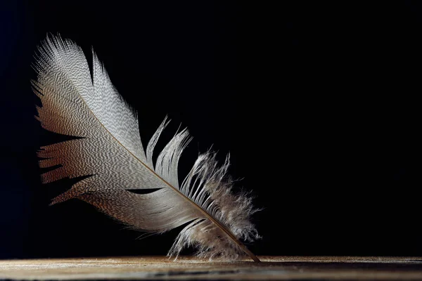 Bright feather, fine patternd on black background, copy space — Stock Photo, Image