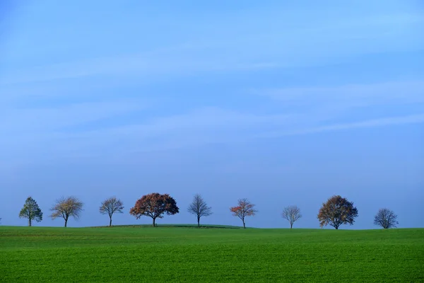 Fila de árboles, campo con hierba verde, cielo azul, espacio de copia —  Fotos de Stock