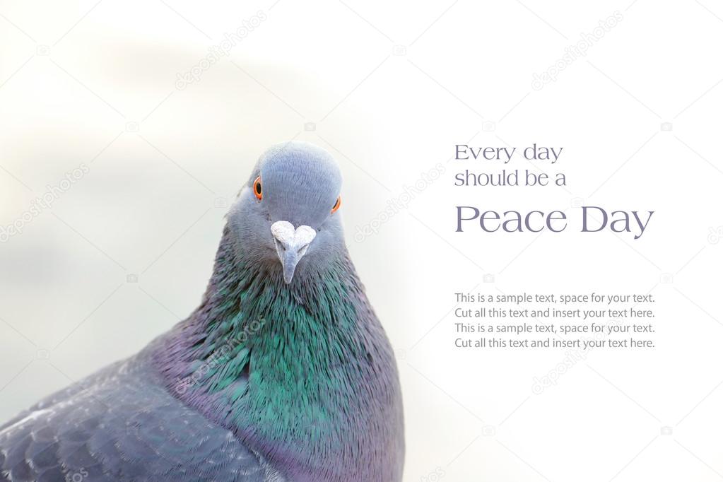 dove or homing pigeon, sample text message 