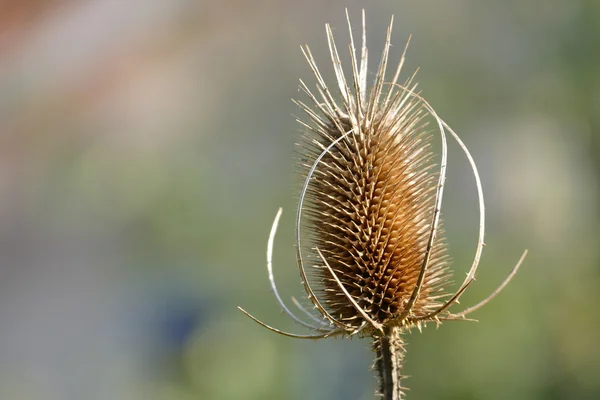 Ηλιόλουστο άγρια teasle κεφάλι, αντίγραφο χώρου στο παρασκήνιο — Φωτογραφία Αρχείου