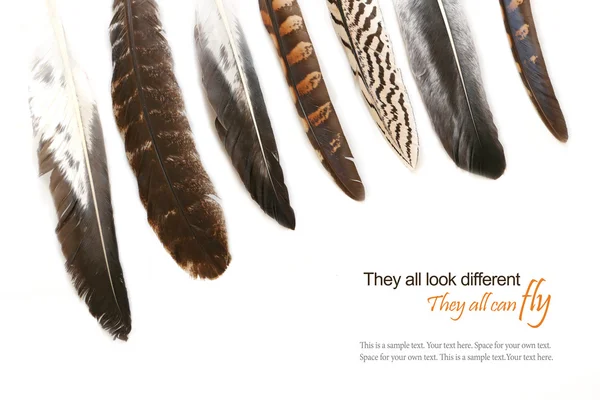 Различные перья изолированы на белом фоне, образец текста — стоковое фото