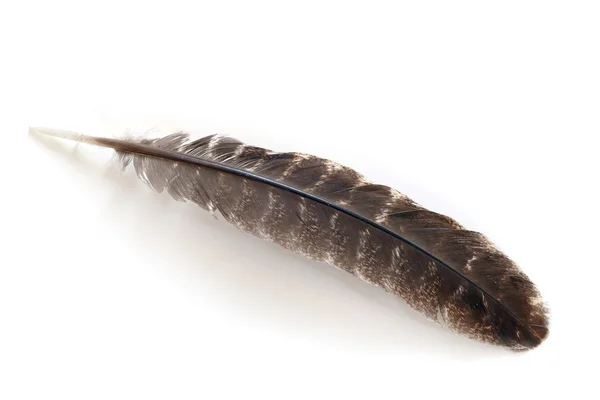 Brown feather isolated on white — Stock Photo, Image