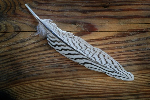 White feather with black stripes on old wood — Stock Photo, Image