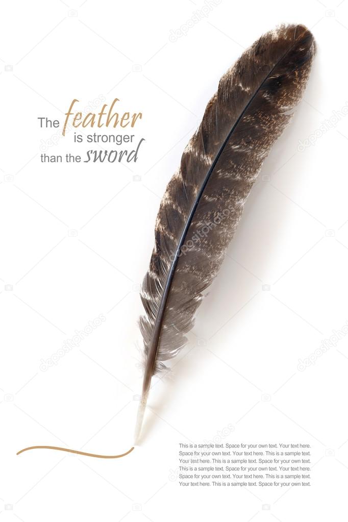 brown feather isolated on white, sample text