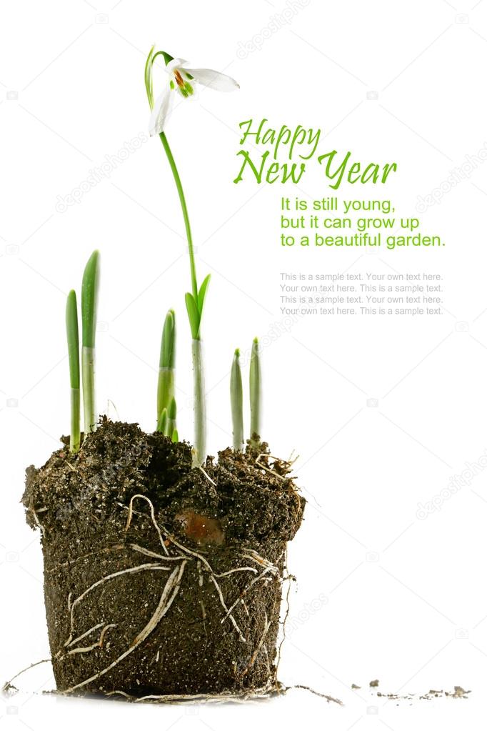 snowdrop with soil, isolated on white, sample text on white, new