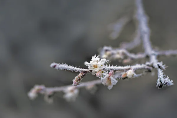 Hoarfrost, backgro kopya alanı ile kaplı kiraz çiçeği — Stok fotoğraf