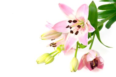 pembe lily çiçekler üzerinde beyaz izole