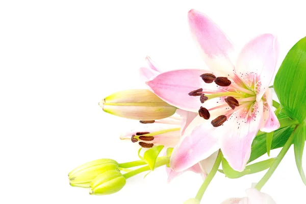 Ljust rosa lily flower, blossom och knoppar isolerad på vit — Stockfoto