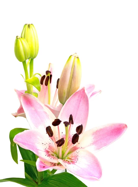 Roze lily met bloesem en toppen geïsoleerd op wit, rechtop — Stockfoto