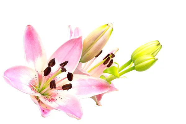 Pink lily flower, blossom och knoppar isolerad på vit — Stockfoto