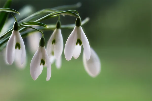 Fior di bucaneve sullo sfondo verde sfocato, primo piano con — Foto Stock