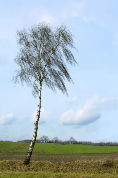 Kala Björken framför brett fält mot en blå himmel — Stockfoto