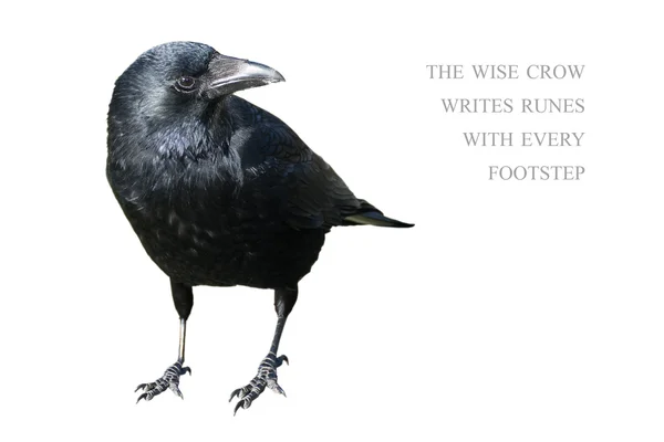 Crow isolated on white background — Stock Photo, Image