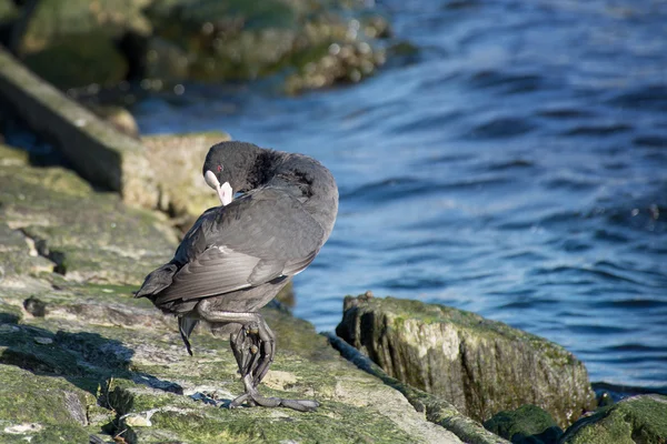 Blässhuhn putzt die Federn, Steine und das blaue Meer im Hintergrund — Stockfoto