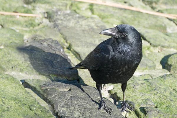Crow standing on mossy rocks — Stock Photo, Image