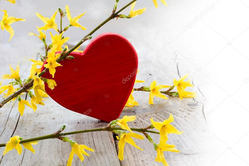 red heart with forsythia  on bright wood  blurred to white, love