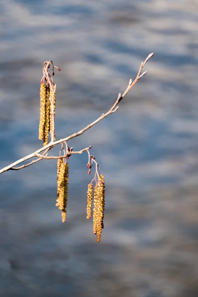 Gałęzi olchy z kwiatostan męski i dojrzałych szyszek — Zdjęcie stockowe
